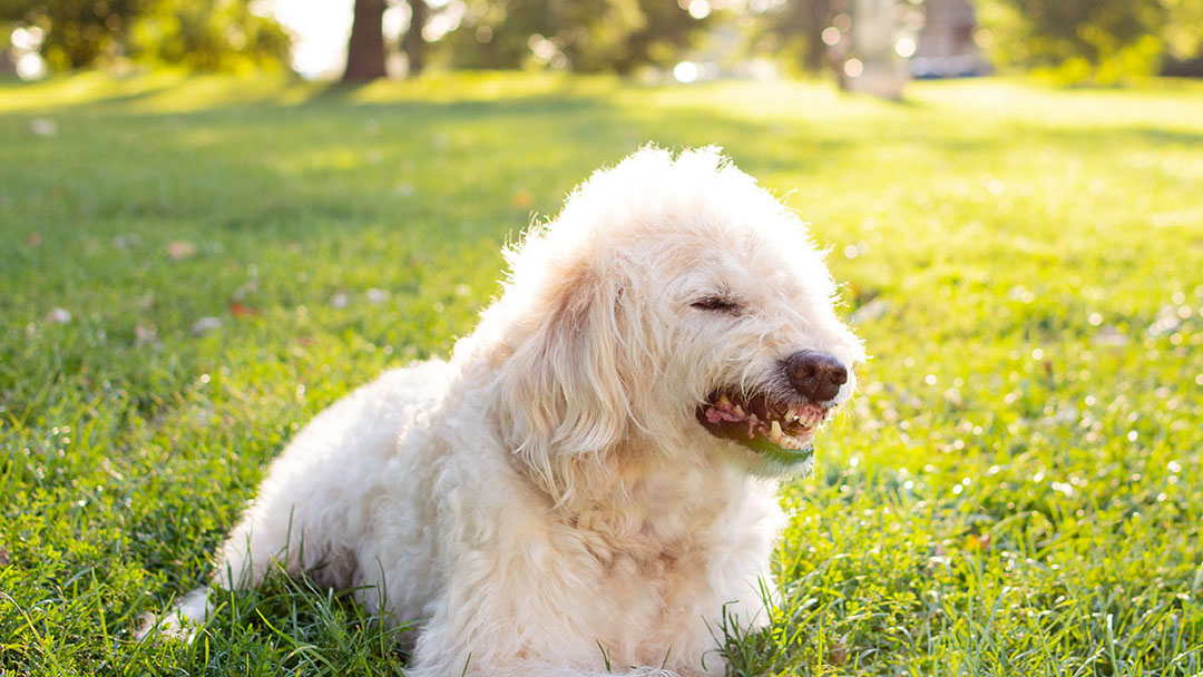White dog growling in park