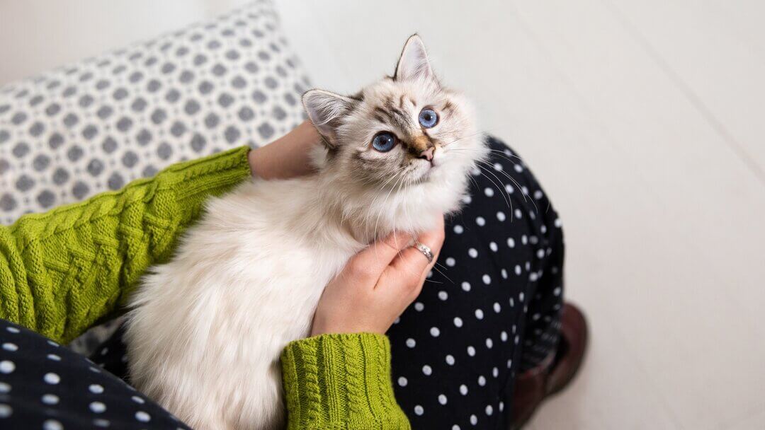 White Ragdoll cat with striking blue eyes