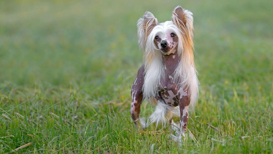 White and brown Chinese Crested hairless dog