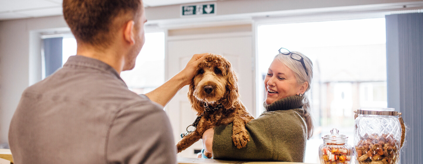 Brown dog being held and stroked.