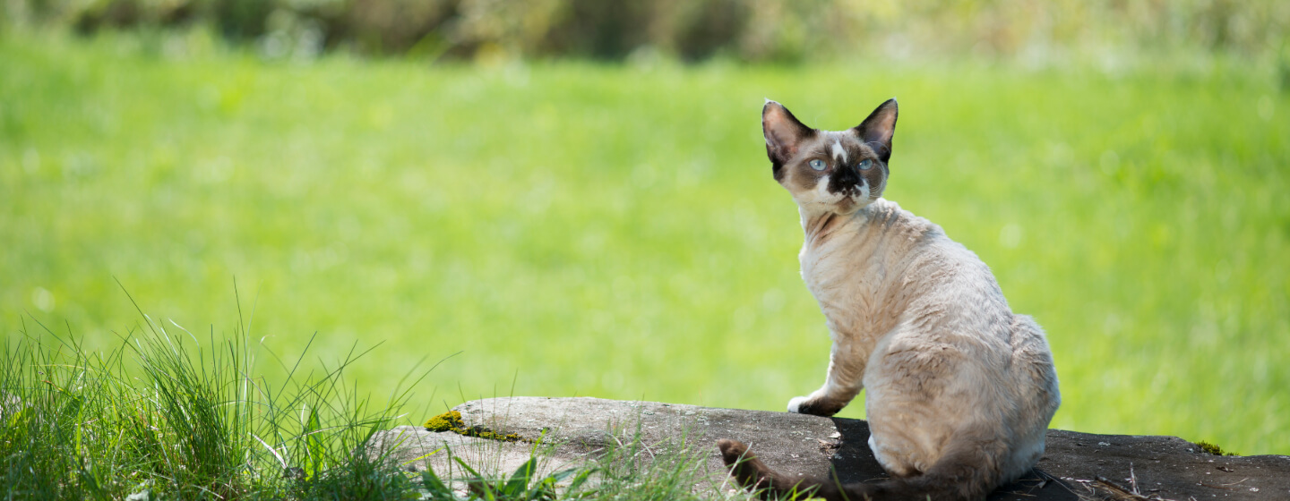 Cornish Rex sitting on a log.