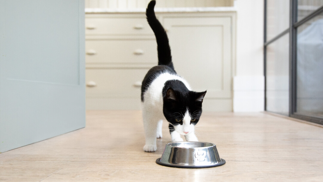Black and white Maine Coon cat sitting with a bowl