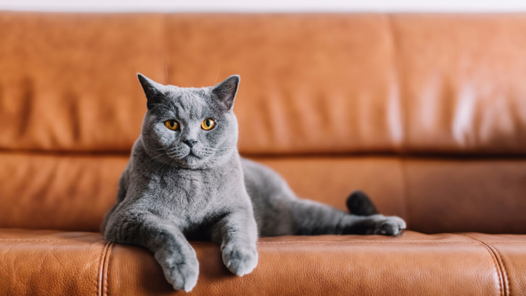 British Shorthair cat lying on a leather sofa