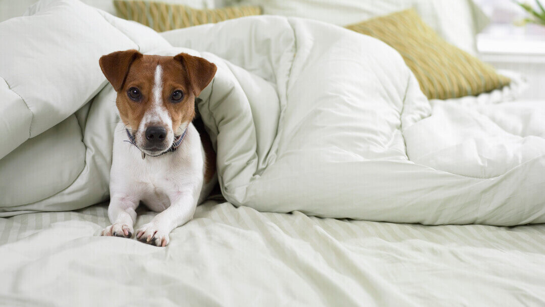 Jack Russell Terrier in bed under the sheets