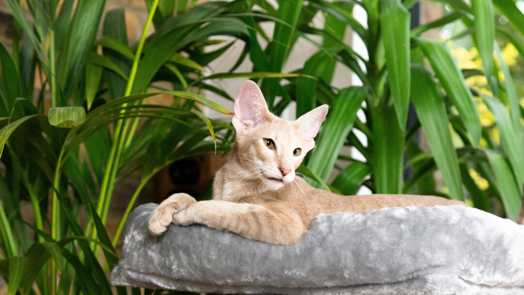Rare sphynx cat lounging near houseplants