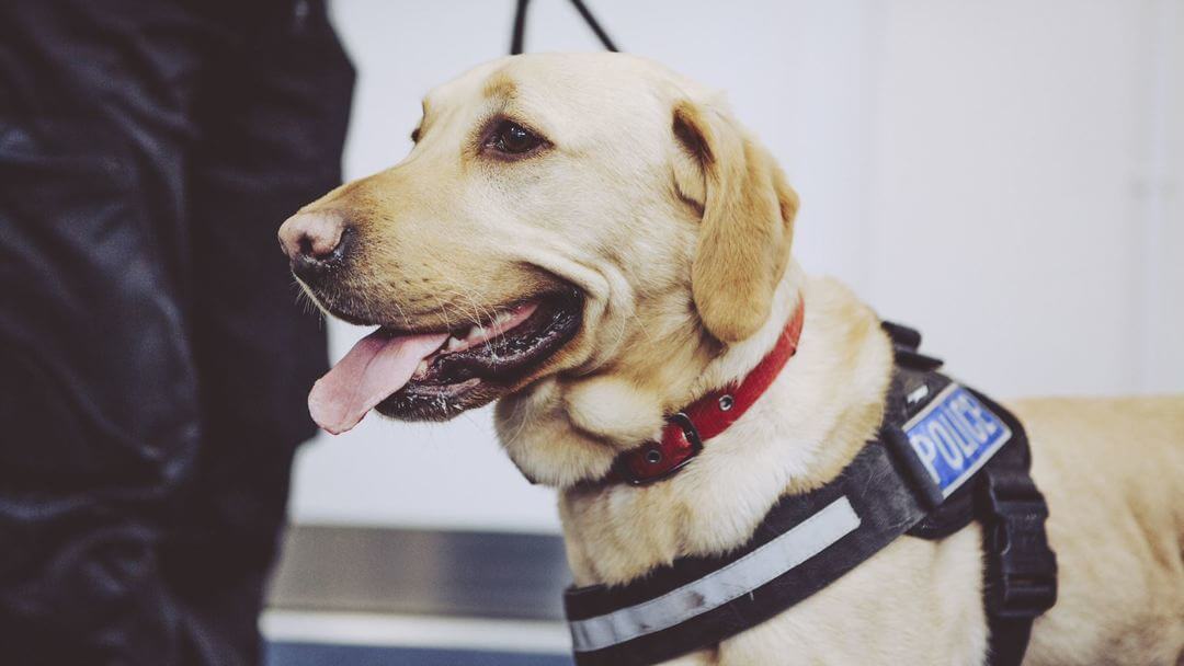Golden Labrador with red collar and Police harness.