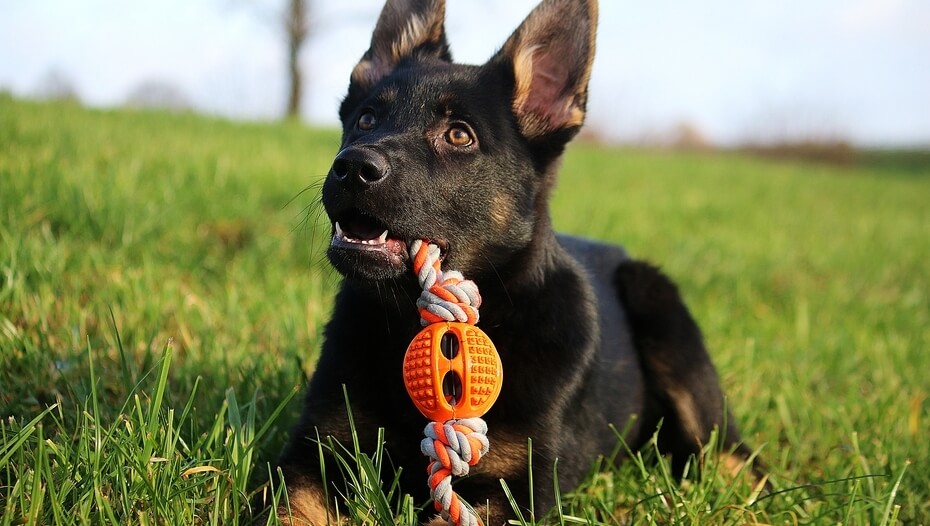 Dog with chew toy