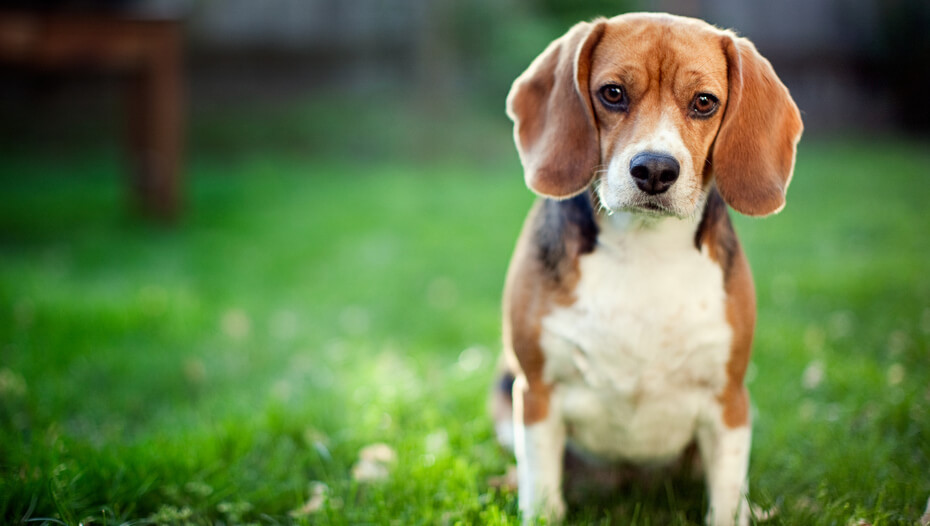 Beagle in garden