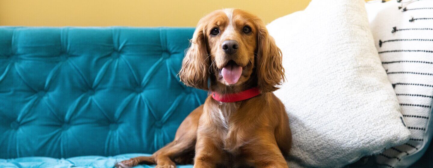 Dog relaxing on couch