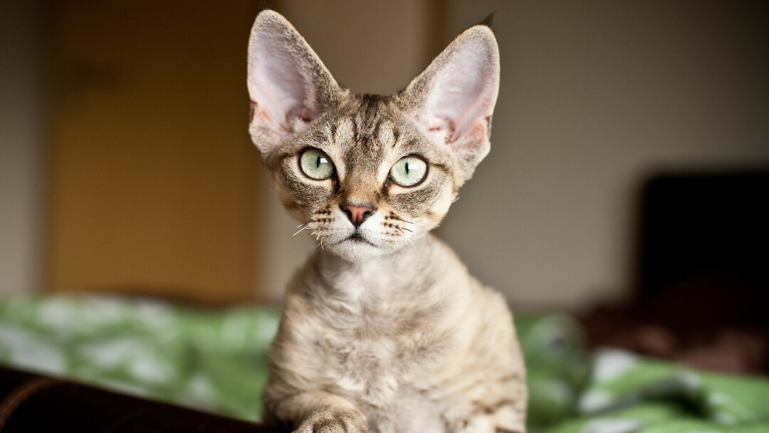 Hypoallergenic cat relaxing in bed