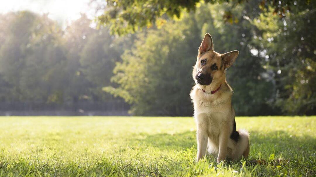 Brown German Shepherd sitting under a tree.