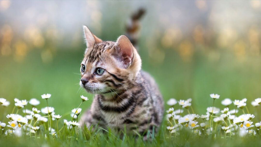 Bengal kitten that looks like a tiger