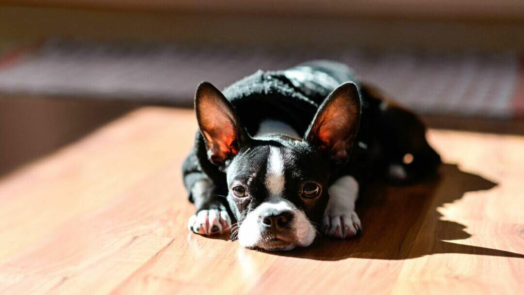 Black French Bulldog puppy lying down.