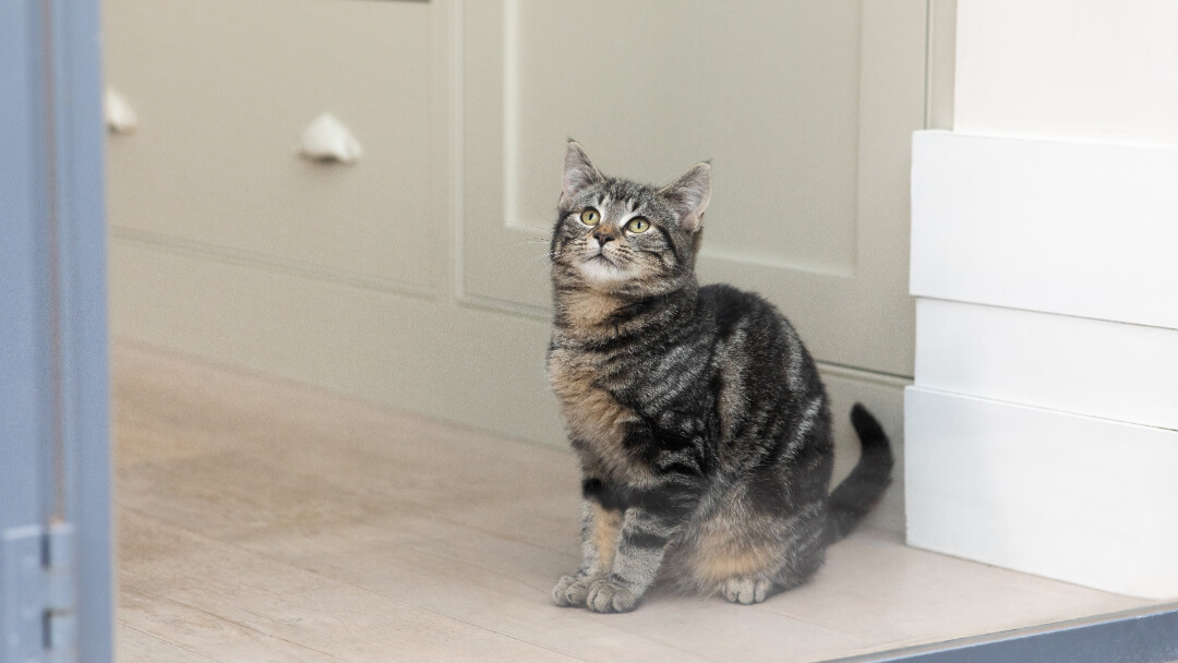 Tabby cat with distinctive markings gazing out of a window