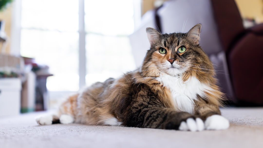 Cat laying on carpet