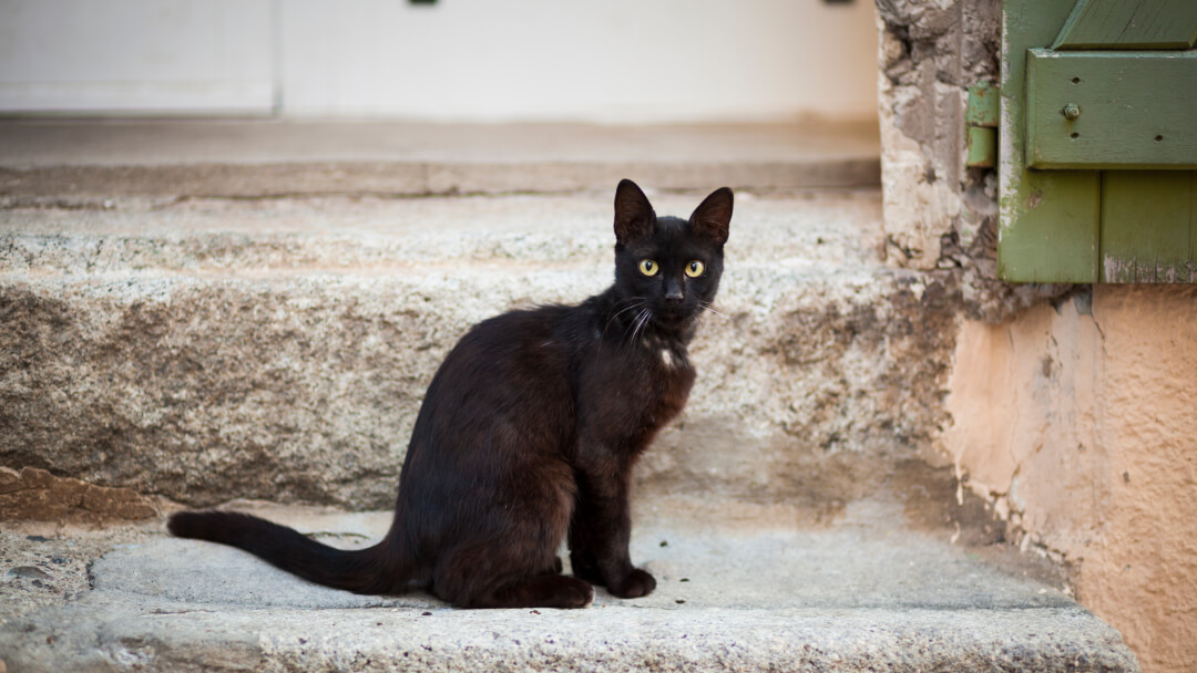 Black Bombay cat sitting on a step.
