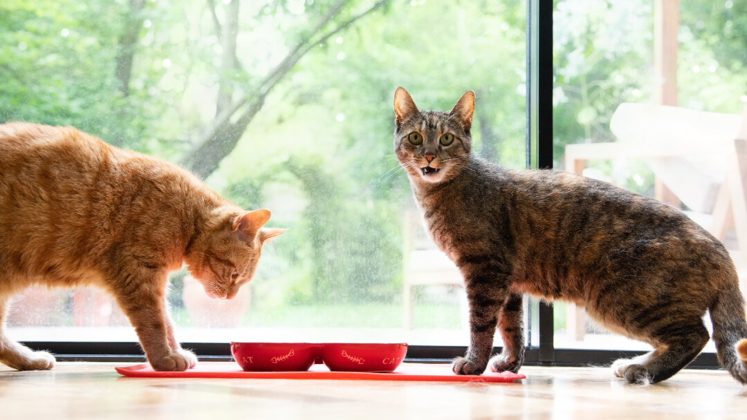 Big domestic cats eating from bowls