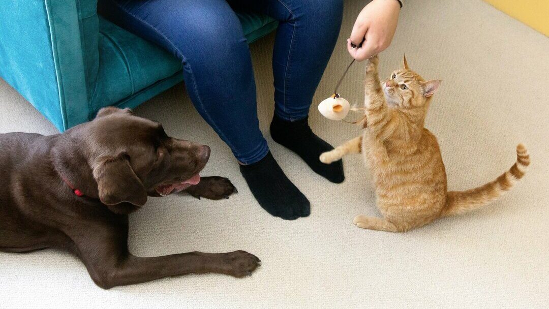 Dark chocolate Labrador with a kitten playing with toy
