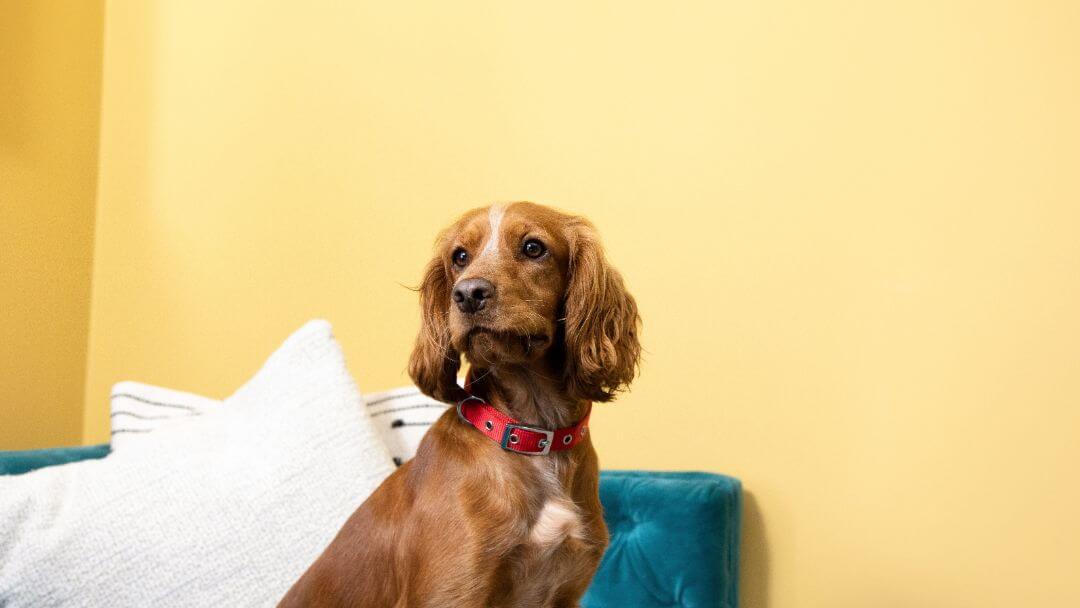 Brown Spaniel in front of yellow wall for dog insurance