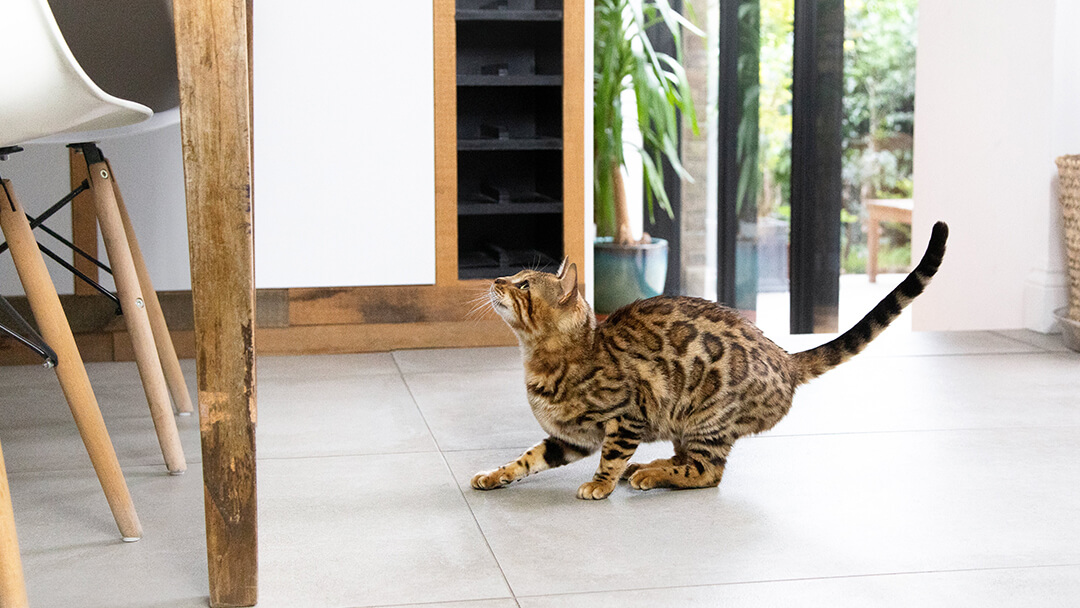 Cat getting ready to jump in kitchen