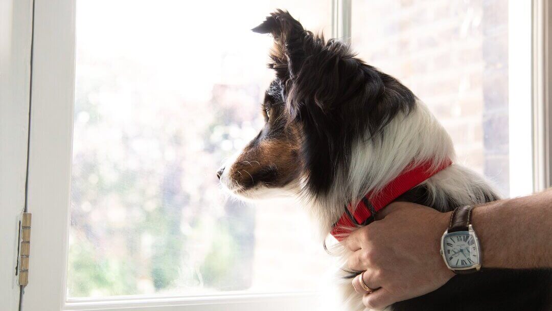 German Shepherd with red collar looking out of window.