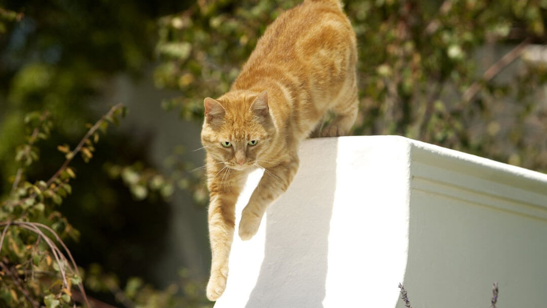 ginger cat jumping from gate outside