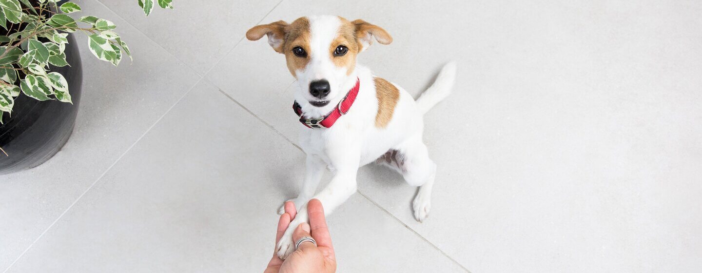 Dog greeting owner