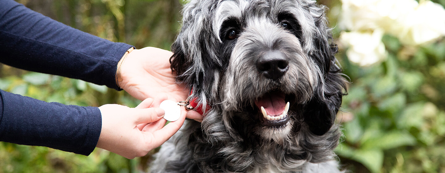 Looking at dog's collar