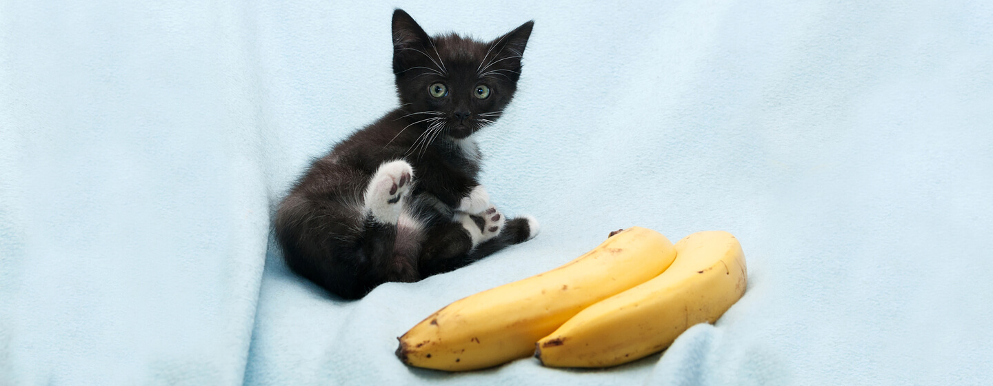 Small black kitten sitting next to bananas