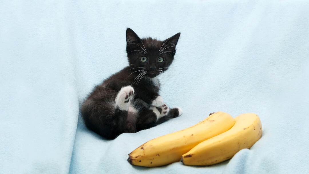 Black kitten near bananas