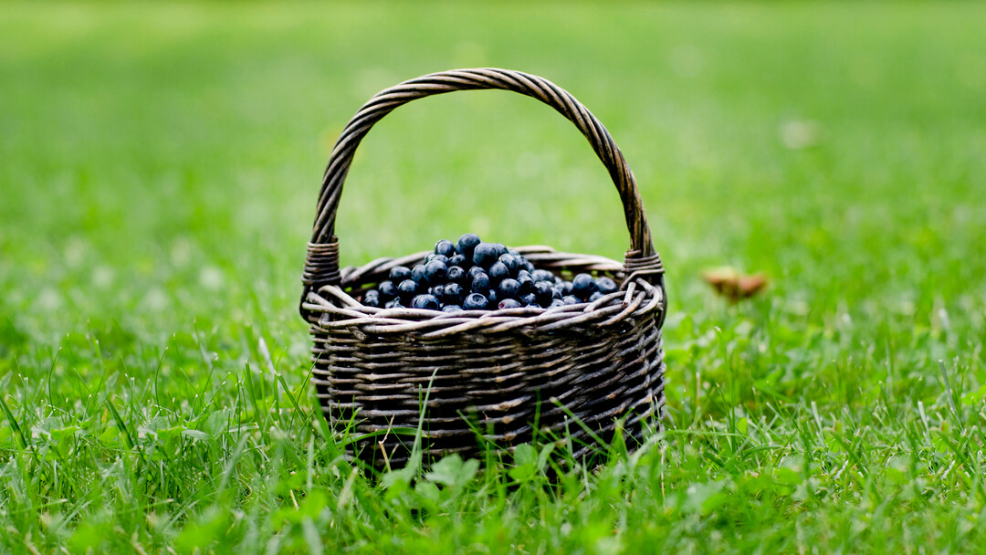 Basket of blueberries in a field