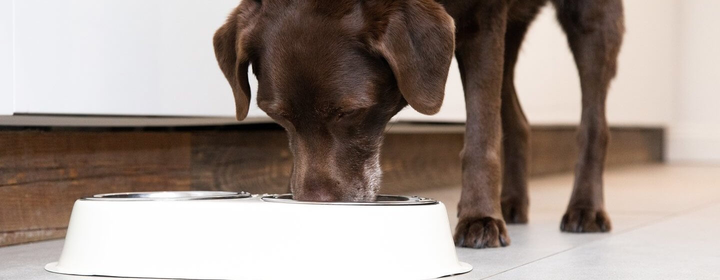 Chocolate Labrador eating food out of a white bowl.