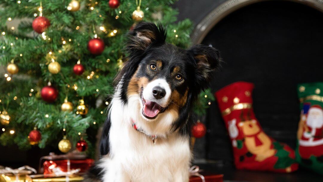 Black and white dog posing in front of a christmas tree