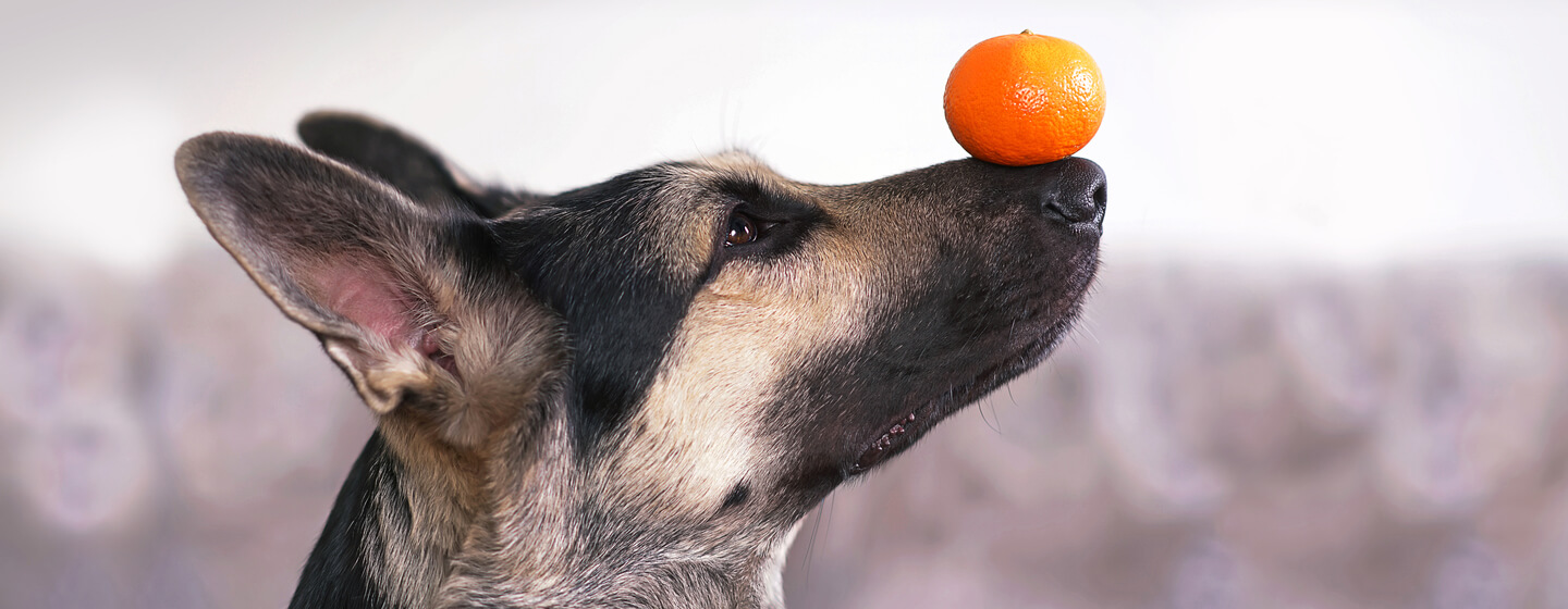 Dog balancing an orange on his nose