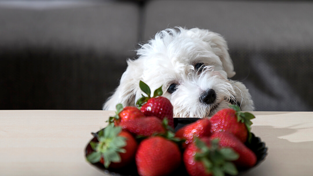 Dog looking at a bowl of strawberries to eat