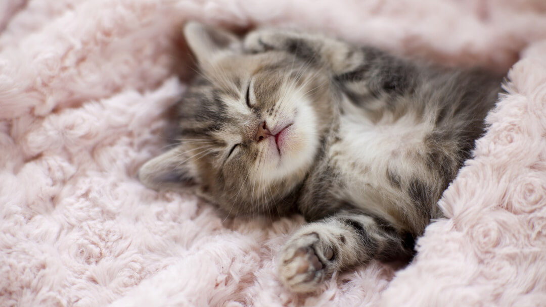 Newborn kitten in blanket cared for