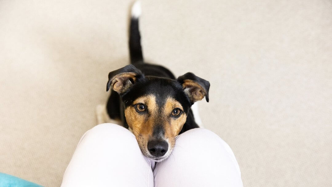 Jack Russell Terrier with head in lap of owner.