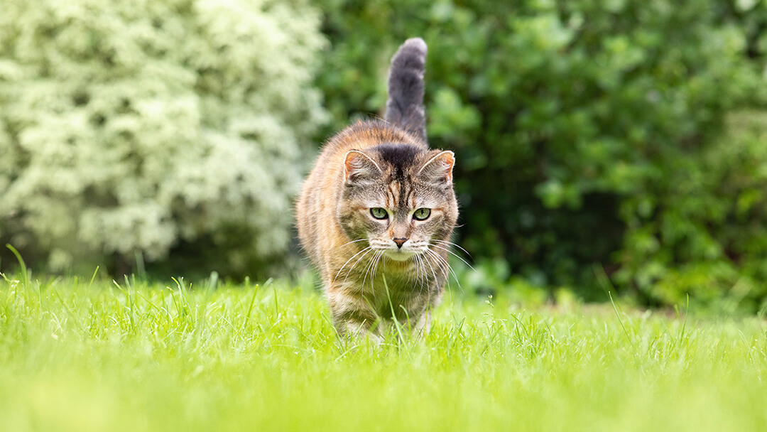 Cat walking through grass