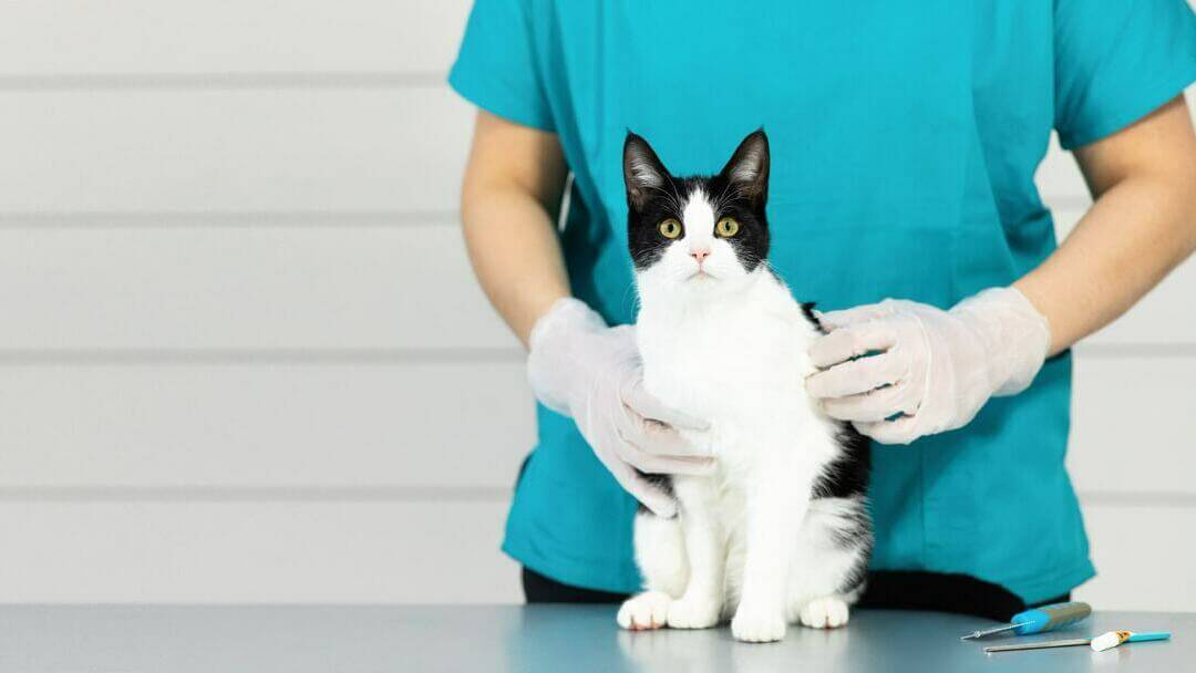 Snowshoe cat on vet table