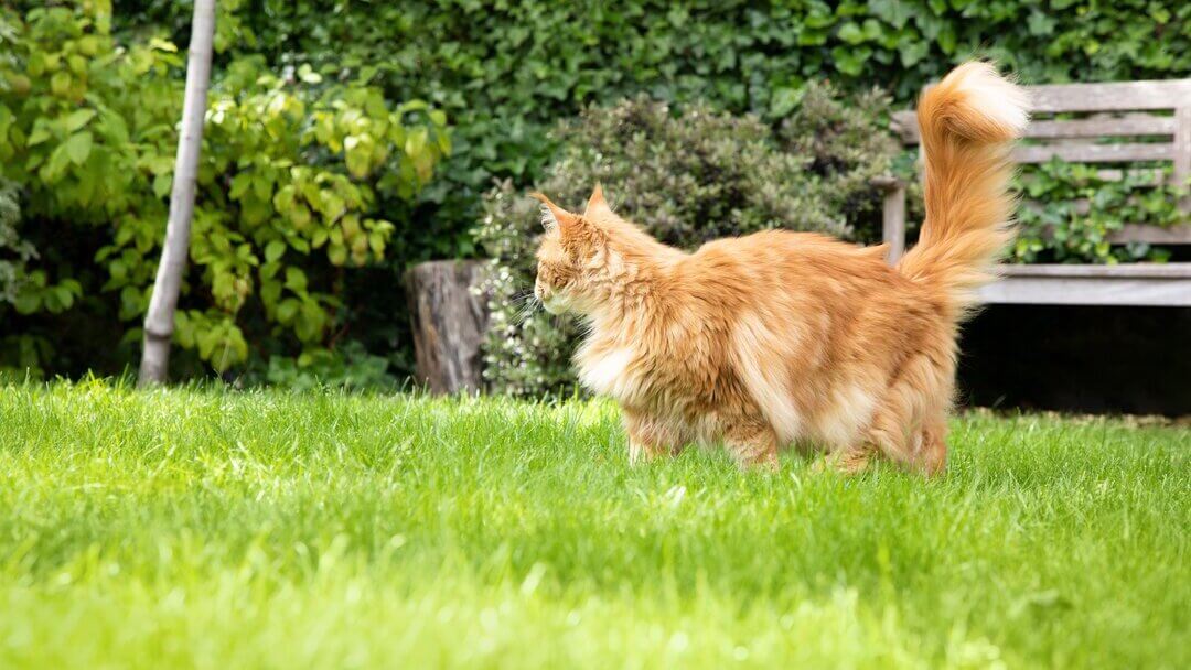 Fluffy ginger cat in the garden.