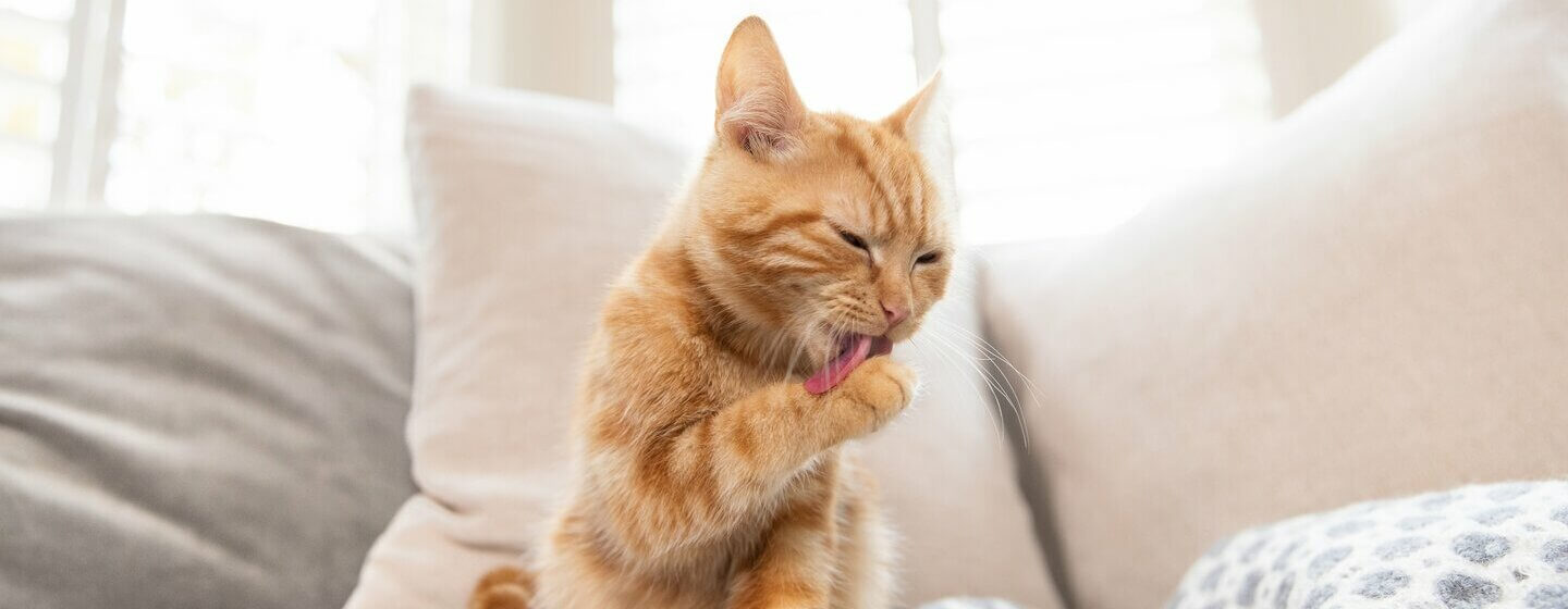 Ginger kitten licking paw.
