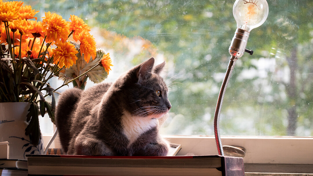 Cat sitting on desk