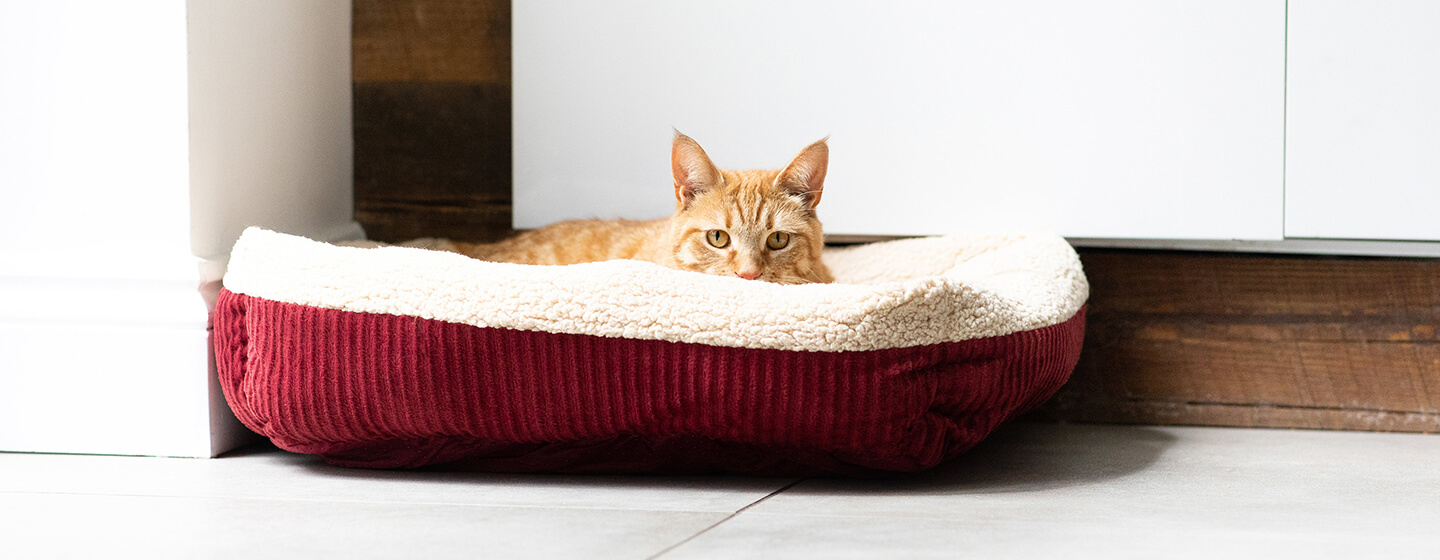 Cat laying in bed