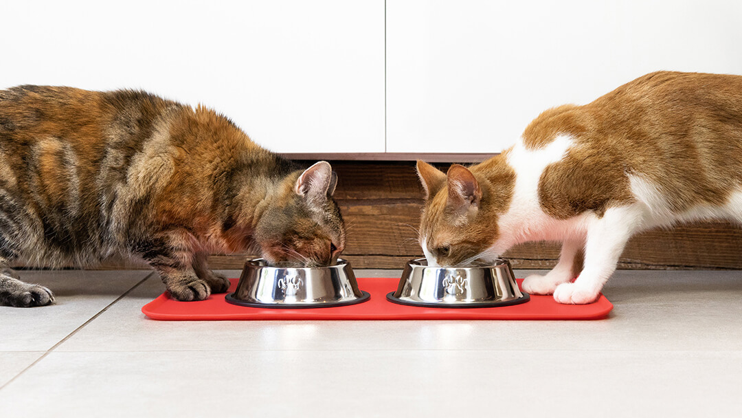 Two cats eating from a bowl