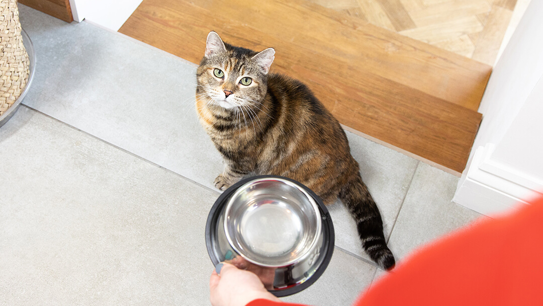 Cat looking up at bowl