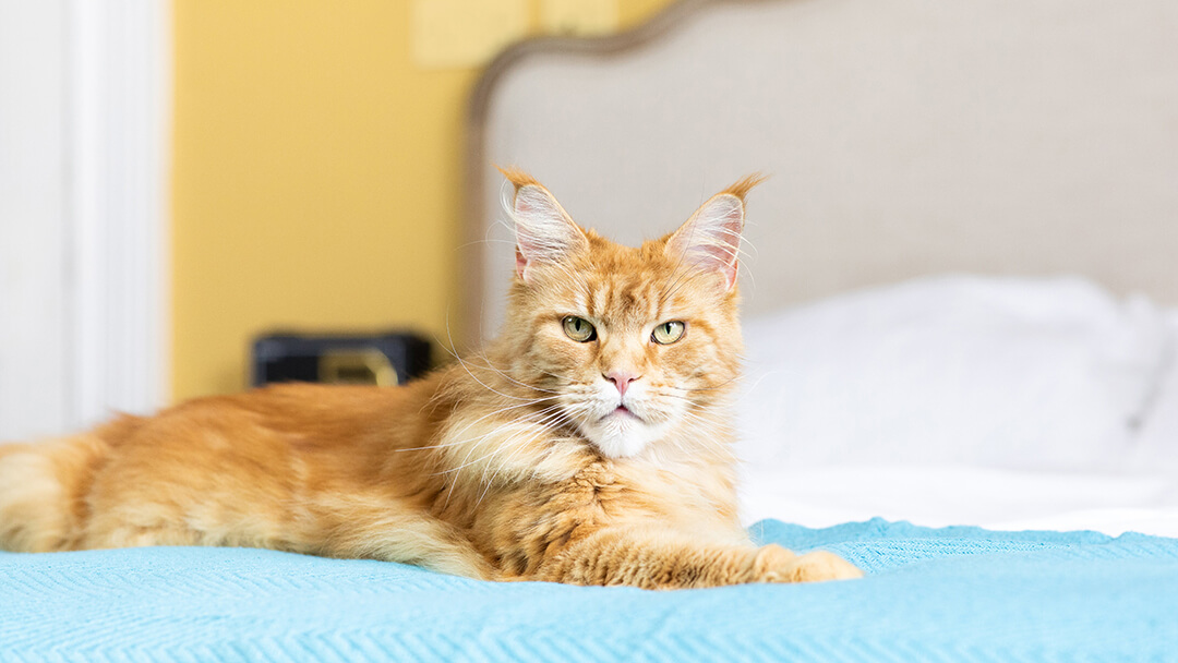 Cat sitting on bed