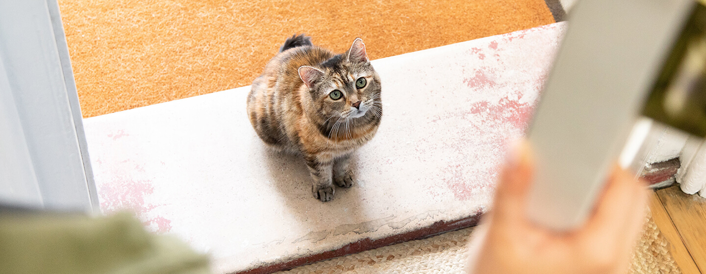 Cat sitting on door step as door opens