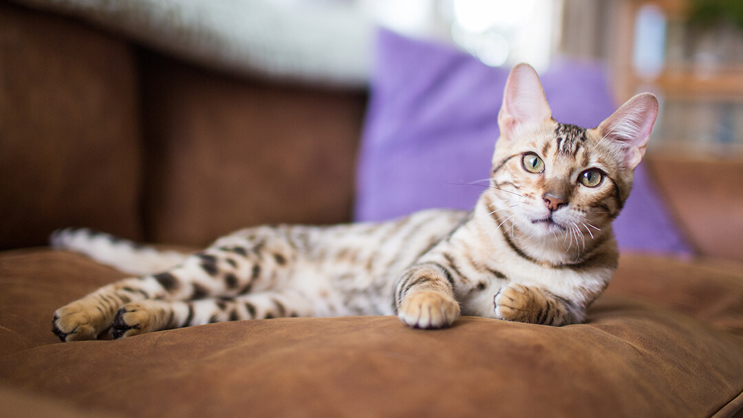 Cat laying on chair with purple cushion