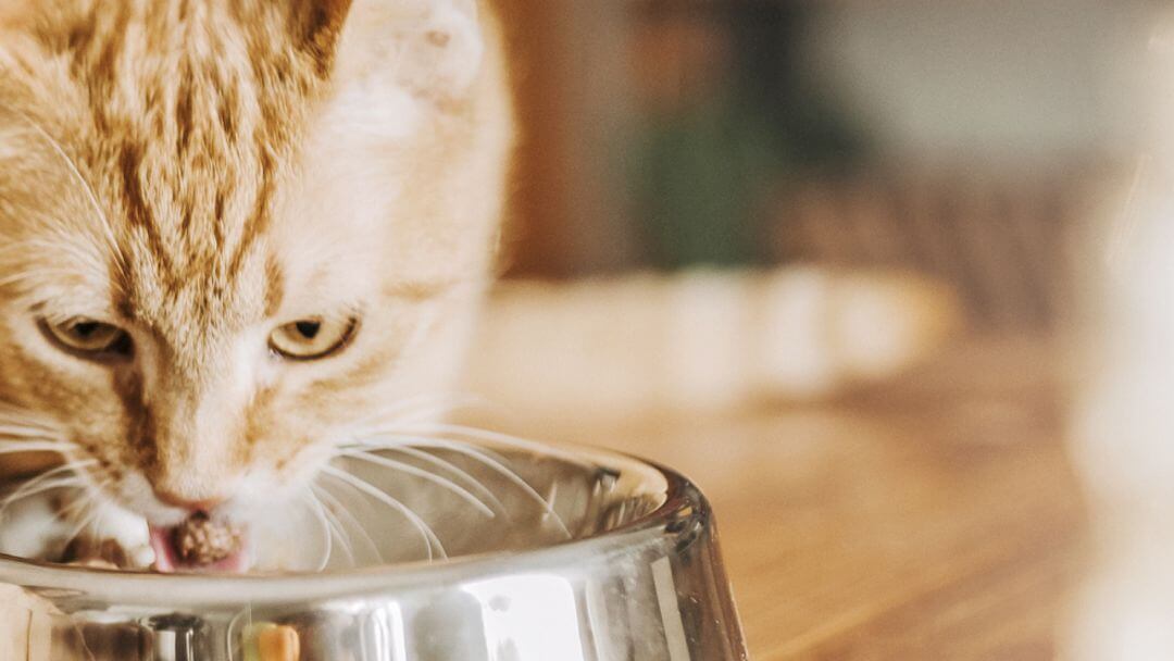 Beige cat with stripes eating food from a bowl.