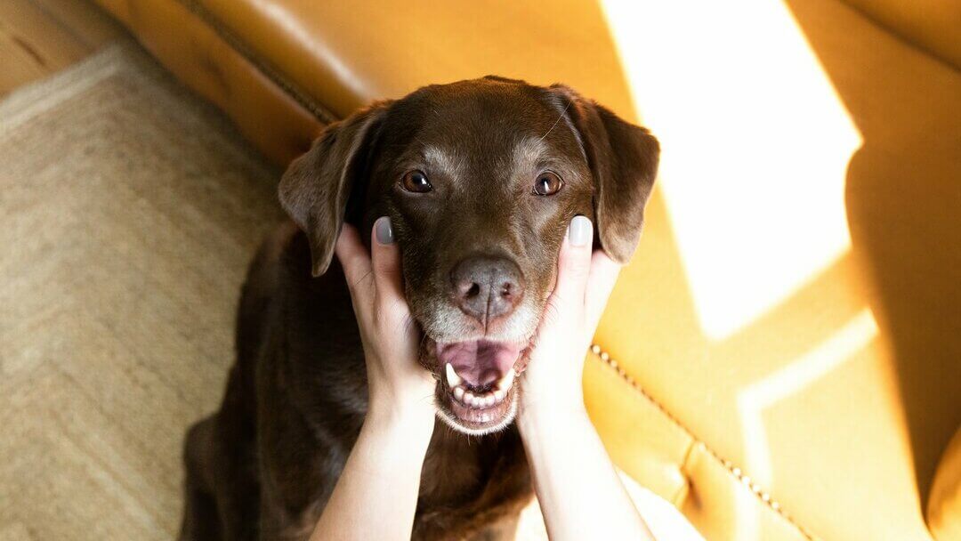 Chocolate Labrador having mouth held open by owner.